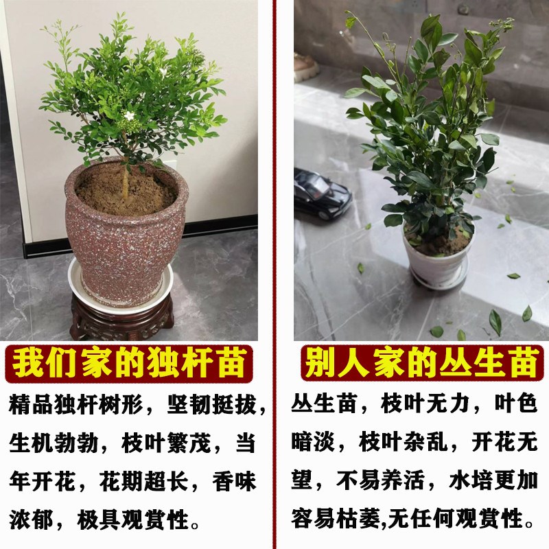 盆栽九里香花老桩七里香苗易养四季开花树苗浓香室内阳台庭院植物