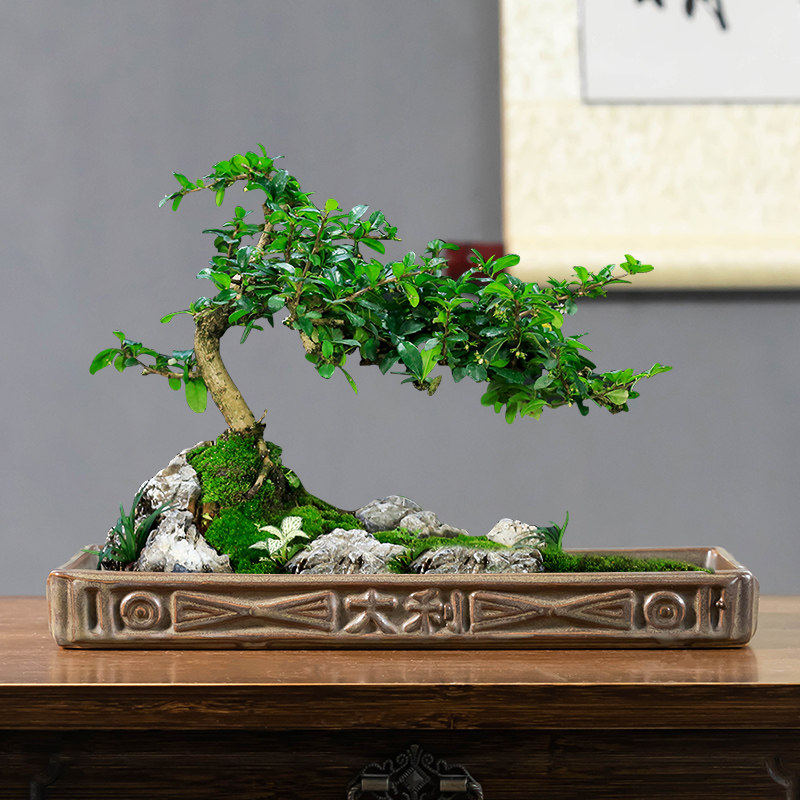 大吉大利陶瓷造景盆景盆客厅大口径发财树菖蒲花盆长方形接水托盘,鲜花速递/花卉仿真/绿植园艺,花盆,淘宝优惠券,粉丝福利购,淘宝优惠卷