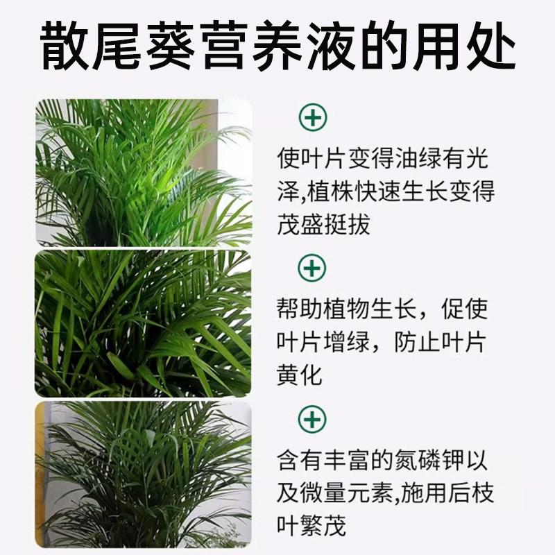 散尾葵营养液治叶子发黄杆细室内盆栽植物凤尾竹专用肥料养花绿植