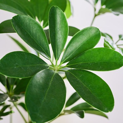 好事成双鸭脚木盆栽水培室内绿植高级感客厅桌面四季好养植物花卉