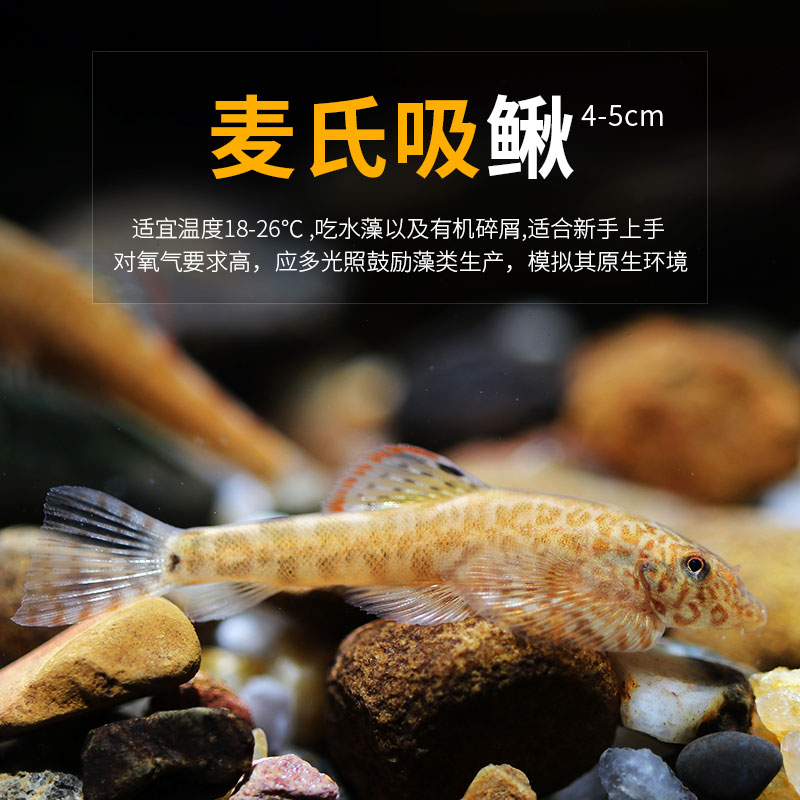 麦氏吸鳅原生鱼冷水鱼小型观赏鱼草缸除藻爬岩吸鳅淡水鱼清道夫