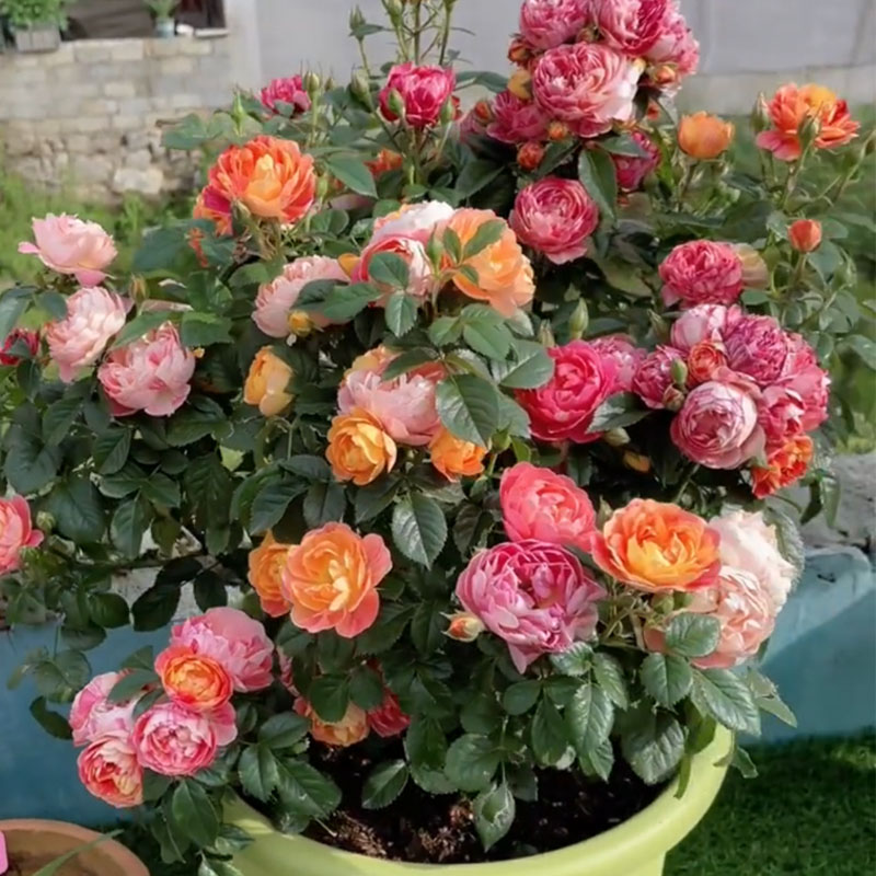 果汁飞溅月季花大苗盆栽阳台微月条纹型勤花抗病四季开花庭院花卉