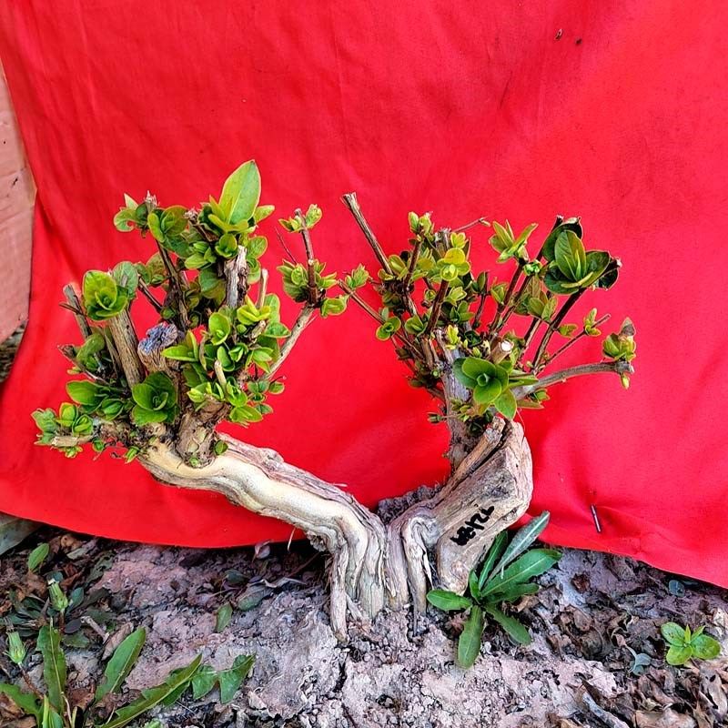 耐寒老桩金银花盆栽盆景不怕冻好养活室内庭院绿植花卉小老桩树形