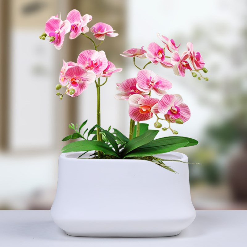 长方形带托盘陶瓷花盆大号北欧风简约白色客厅蝴蝶兰多肉绿萝盆栽