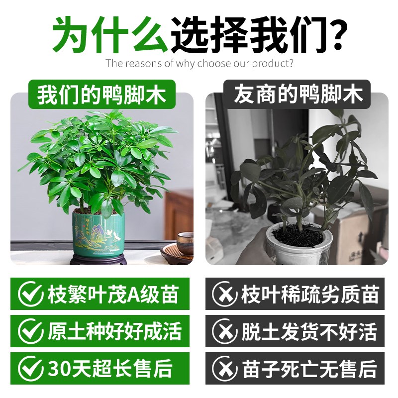八方来财鸭脚木小盆栽绿植树苗办公室内老桩工位摆件旺财植物花卉