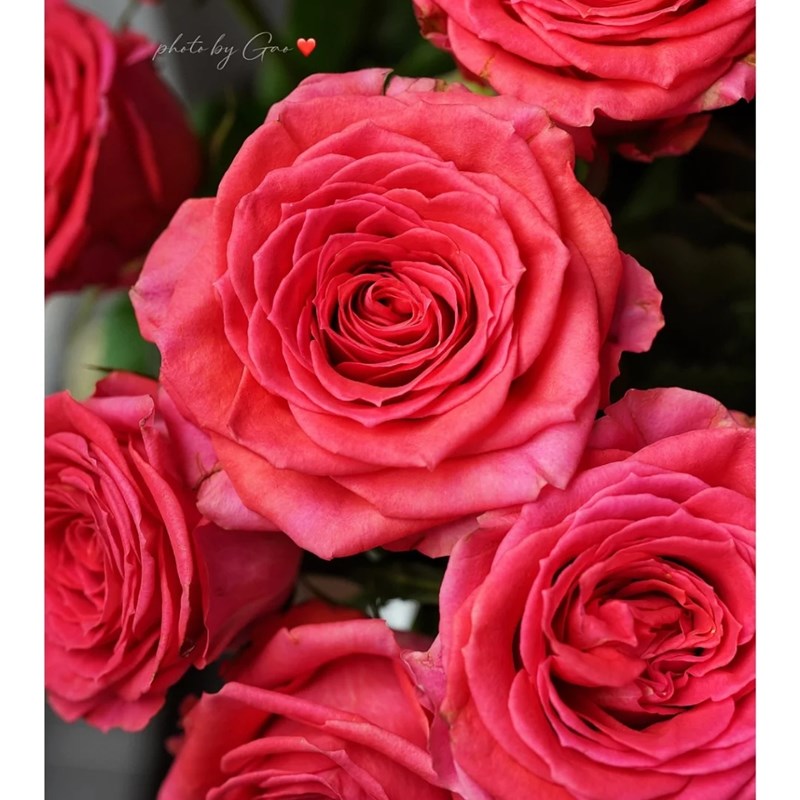 贵妇人玫瑰漂亮的西瓜红色 切花月季 月季花苗