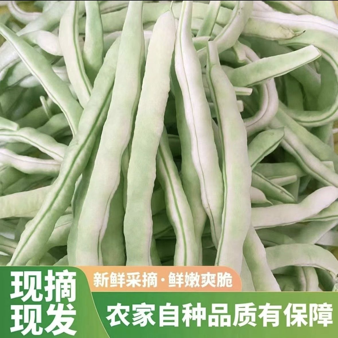 正宗白不老豆角白芸豆现摘现发
