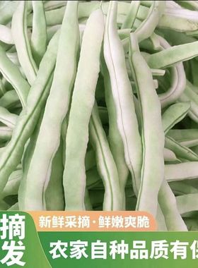 云南白不老豆角新鲜当季嫩蔬菜白芸豆现摘现发开锅烂批发产地直发