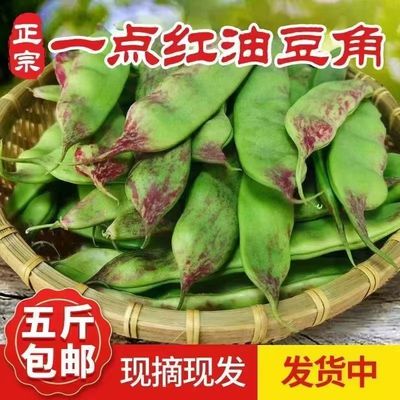 东北一点红油豆角新鲜产地直发