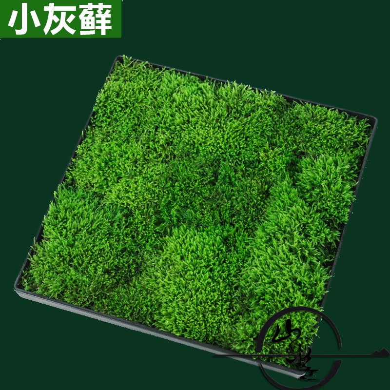 鲜活朵朵藓大灰小灰藓微景观水陆雨林生态缸造景植物园林庭院盆栽