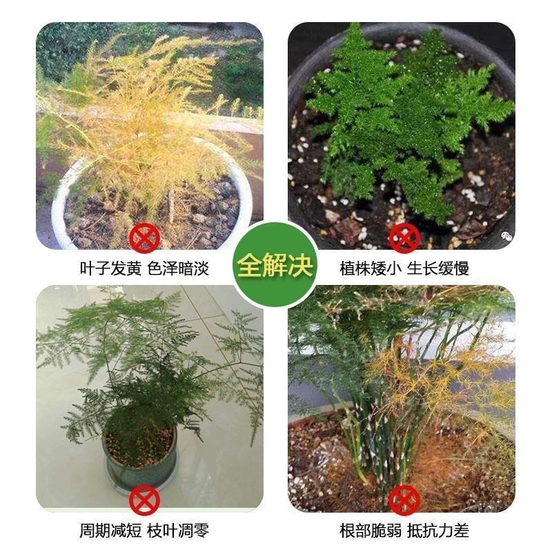 猛爆芽】新款文竹营养液专用肥催嫩芽促绿叶专治发黄干尖枯瘦烂根