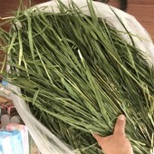 精选烘干绿燕麦草多叶烘烤干草兔草兔子燕麦草高纤维兔粮500g 包邮