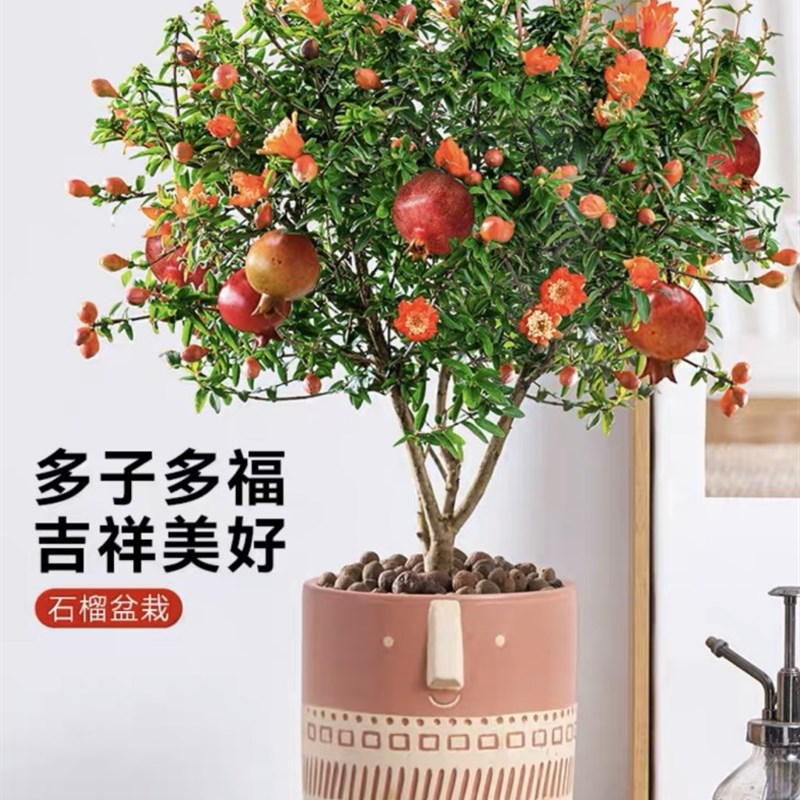石榴花树苗盆栽带花发货四季开花观赏果树可食用中药室内庭院盆景