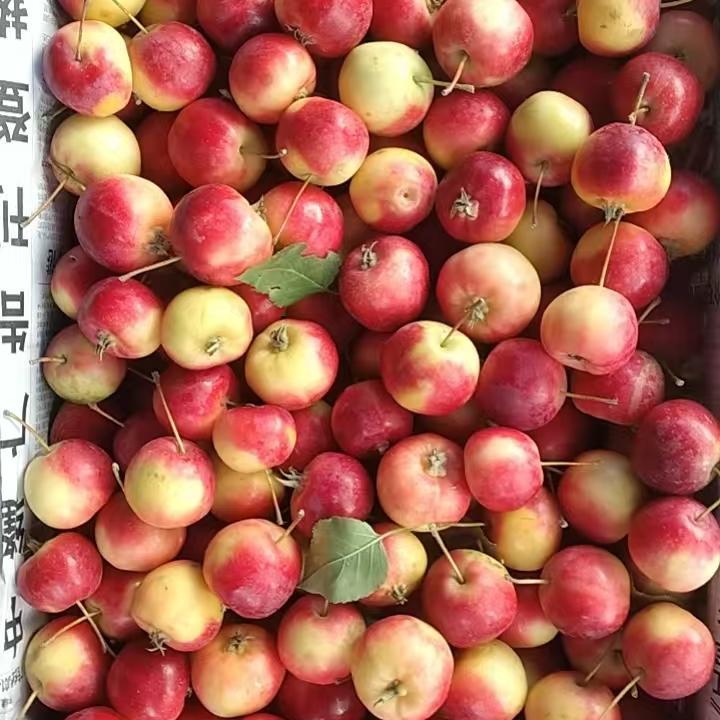 顺丰包邮海棠果长把海棠果怀来秋天采摘酸甜脆多汁美味不涩K9沙果