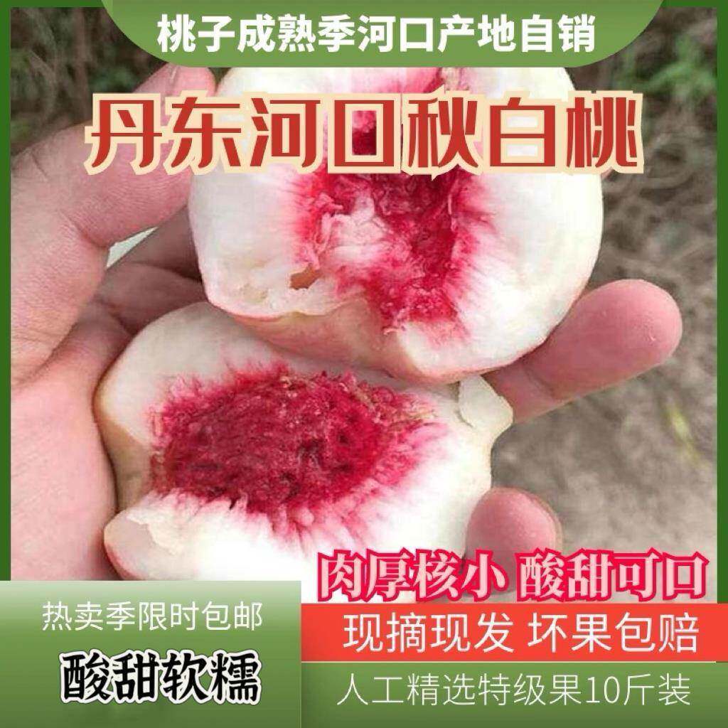 秋白桃丹东河口秋白桃毛桃非黑沟毛桃桃子新鲜银白桃红核10斤包邮
