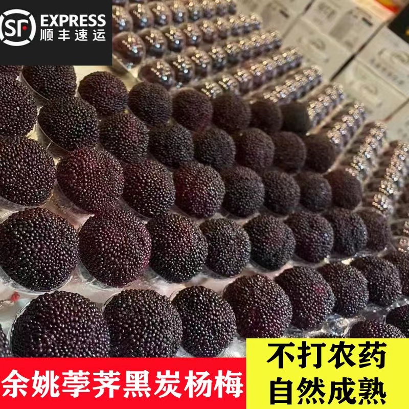 正宗慈溪荸荠冷冻杨梅新鲜农家孕妇水果余姚黑炭杨梅非东魁现摘