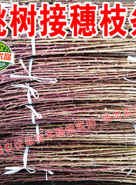 桃树接穗嫁接枝条新品种毛桃油桃油蟠桃黄金桃接穗果树嫁接用枝条