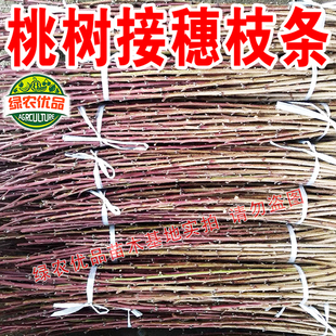 桃树接穗嫁接枝条新品种毛桃油桃油蟠桃黄金桃接穗果树嫁接用枝条