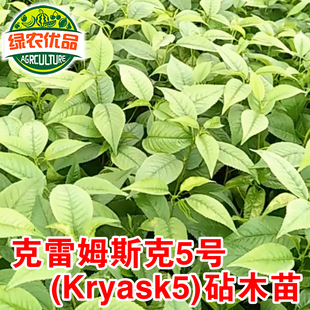 克雷姆斯克K5砧木苗极耐寒抗重茬K5樱桃砧木苗车厘子嫁接专用砧木
