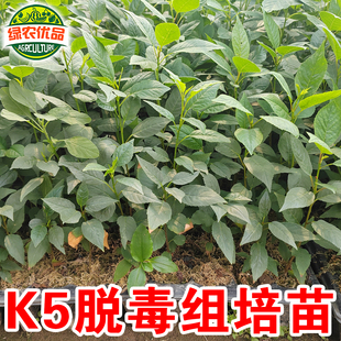 克雷姆斯克K5脱毒组培苗耐寒抗重茬K5樱桃砧木苗车厘子嫁接用砧木