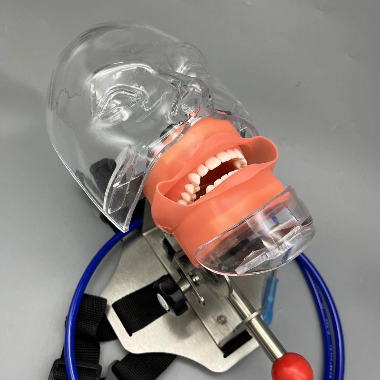 口腔技能考试练习仿真头模型 开髓种植备牙实训 绑头枕 绑带头模,文具电教/文化用品/商务用品,教学标本/模型,淘宝优惠券,粉丝福利购,淘宝优惠卷