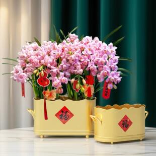 圆脚波浪蝴蝶兰花盆铁艺花器盆金属年宵花盆冬青花盆银柳盆器摆件