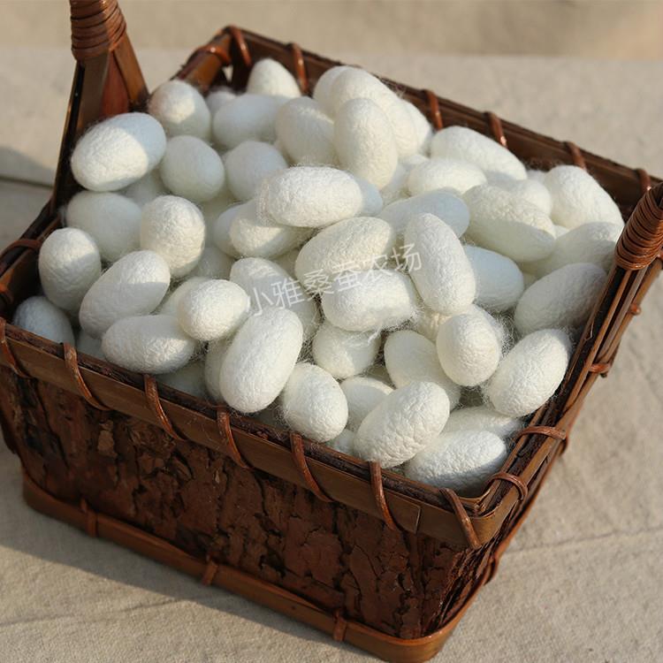 蚕茧 单宫 干茧 天然 光宫茧 中药材蚕茧 完整 吊牌 桑蚕茧 原料