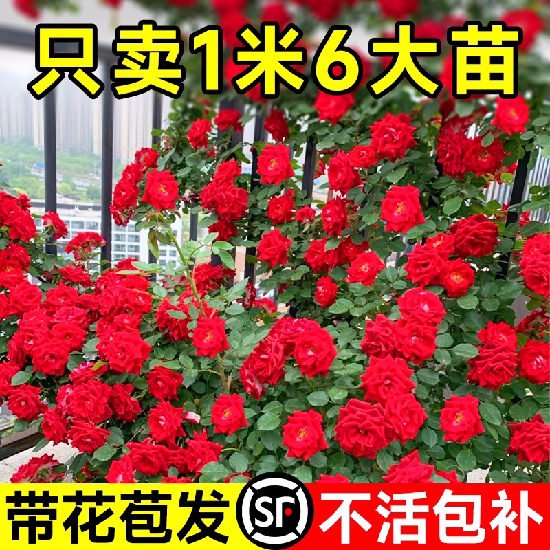 蔷薇花苗藤本月季爬藤四季墙微花特大树苗浓香龙沙玫瑰花卉盆栽