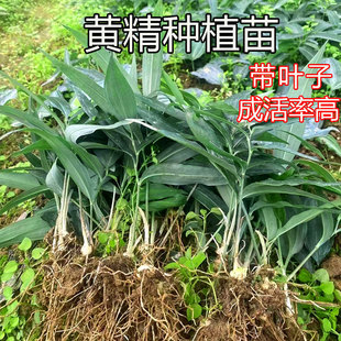 黄精种植苗姜型四川多花不倒苗甜黄精老虎姜种苗中药材新鲜滇黄精