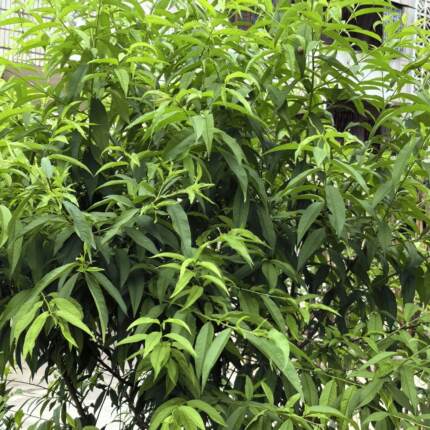 新鲜采摘桃树叶中药材桃树枝去邪清热怯湿止痒现挖桃树根毛桃叶子