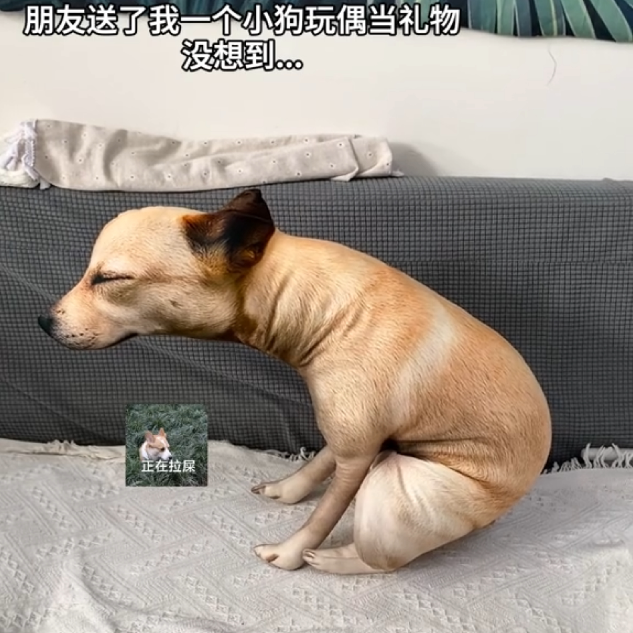 创意仿真单身狗抱枕毛绒玩具动物哈士奇公仔大号可爱女生睡觉玩偶