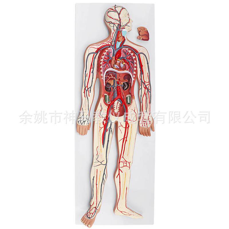 SM917人体血液循环系统模型逼真人体结构示教直观演示模型