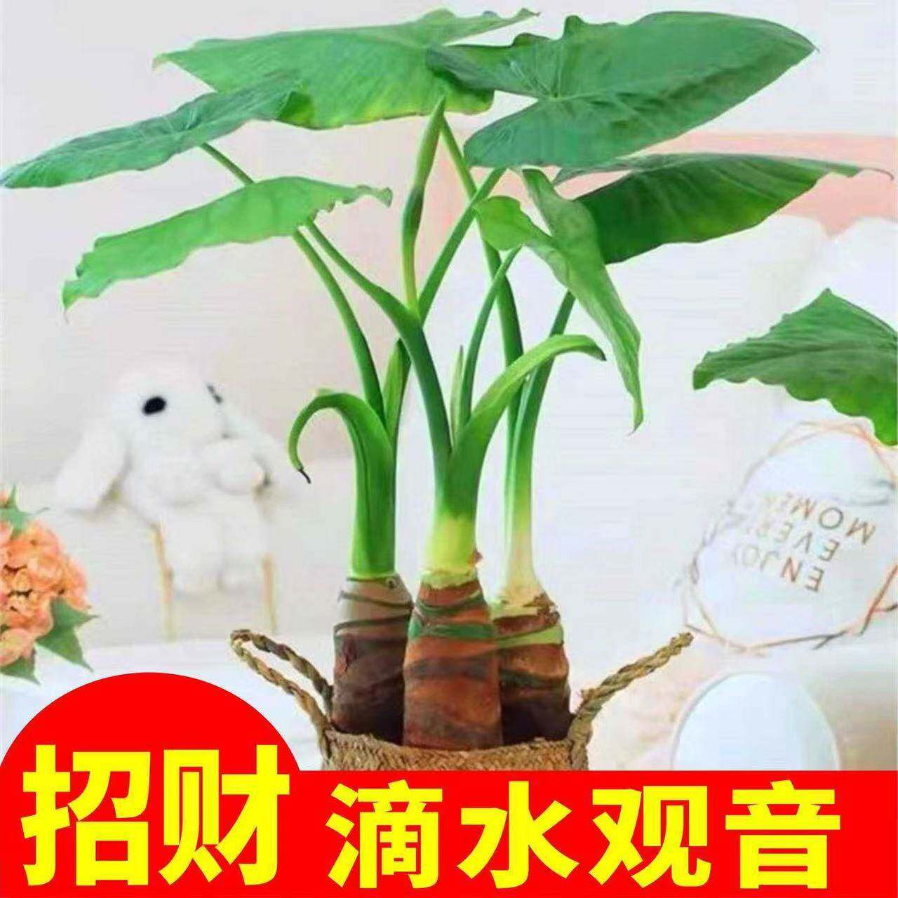 滴水观音盆栽室内生态绿植大叶老桩大型植物易活客厅摆放可水培