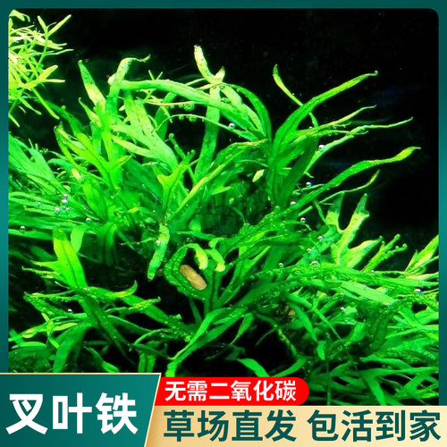 ADA叉叶铁皇冠阴性水草丹麦细叶铁鱼缸草缸造景绑沉木淡水中后景