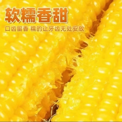 正宗东北新鲜黄糯玉米苞米软糯拉丝真空独立包装一年一季8支/箱