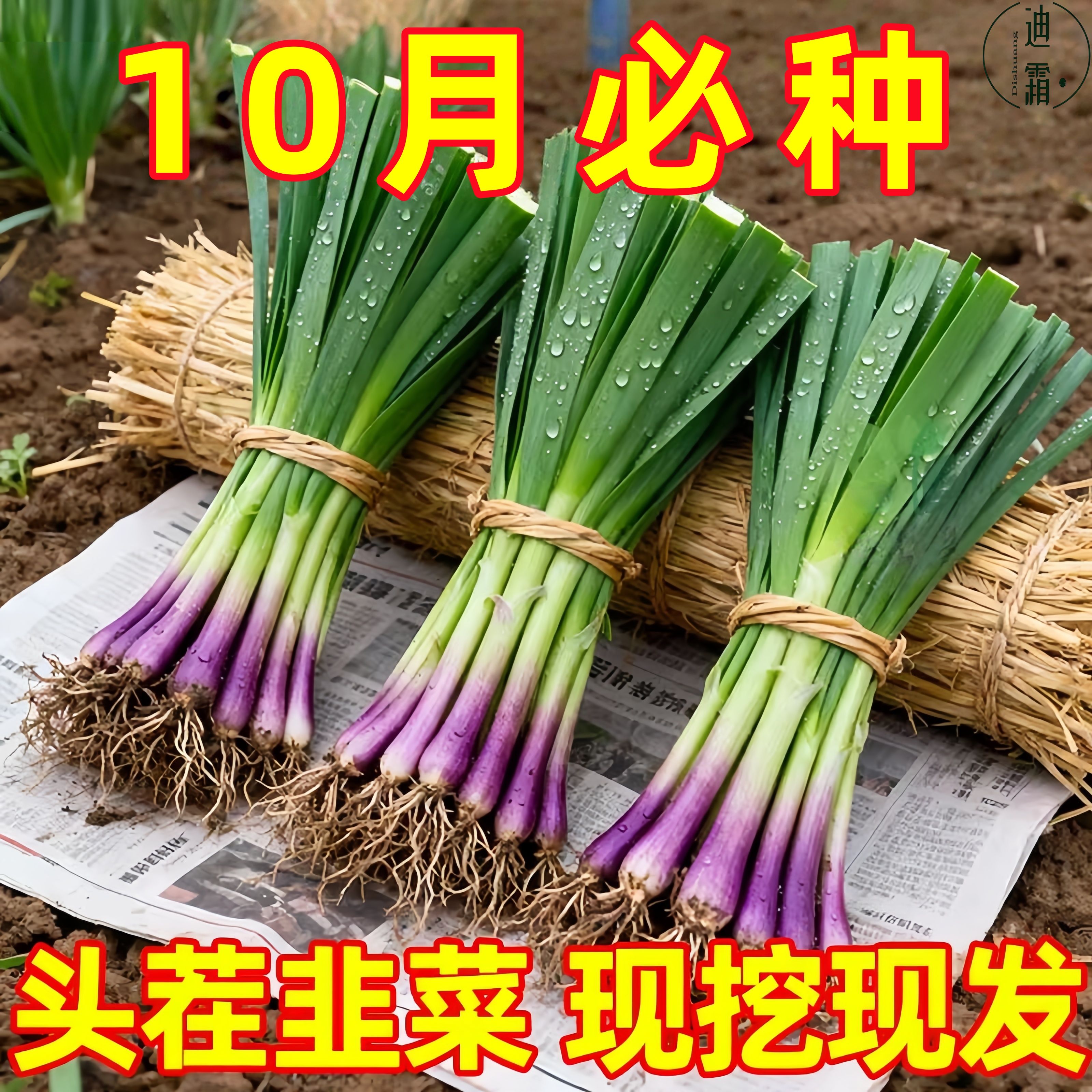 韭菜根苗宽叶夏季头茬紫根现紫根根大叶室内耐寒阳台蔬菜盆栽庭院