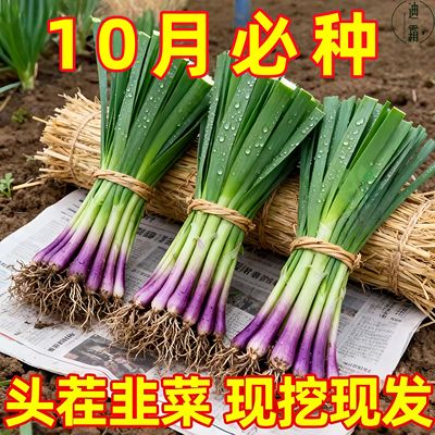 韭菜根苗宽叶夏季头茬紫根现紫根根大叶室内耐寒阳台蔬菜盆栽庭院