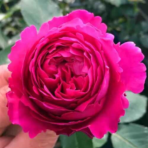 伊芙芳香花园月季花苗开花玫瑰四季盆栽花卉N爬藤植物蔷薇树苗绿