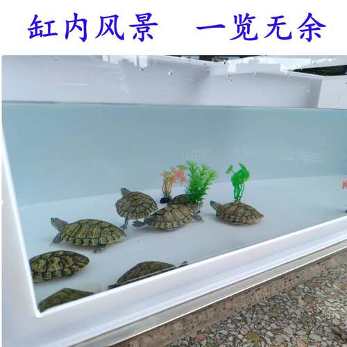半透明高清乌龟缸乌龟养殖箱乌龟饲养缸乌龟专用缸龟箱乌龟生态缸