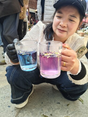 蓝蝴蝶