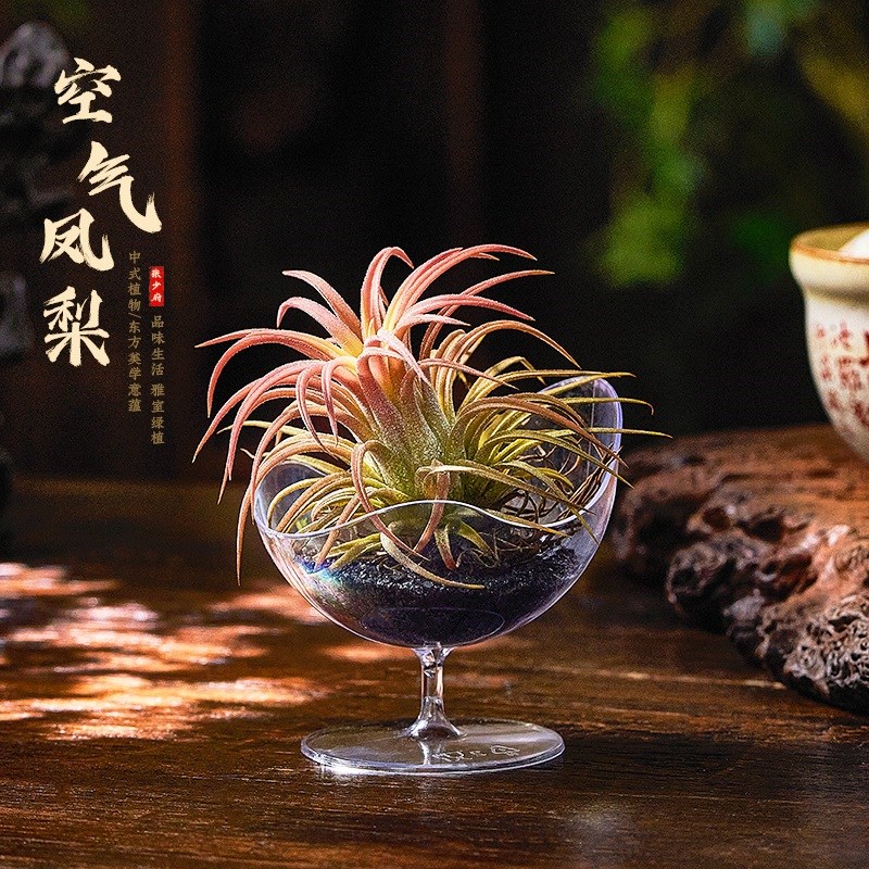 空气凤梨无土植物悬挂托架支架迷你桌面绿植室内办公桌小摆件盆栽