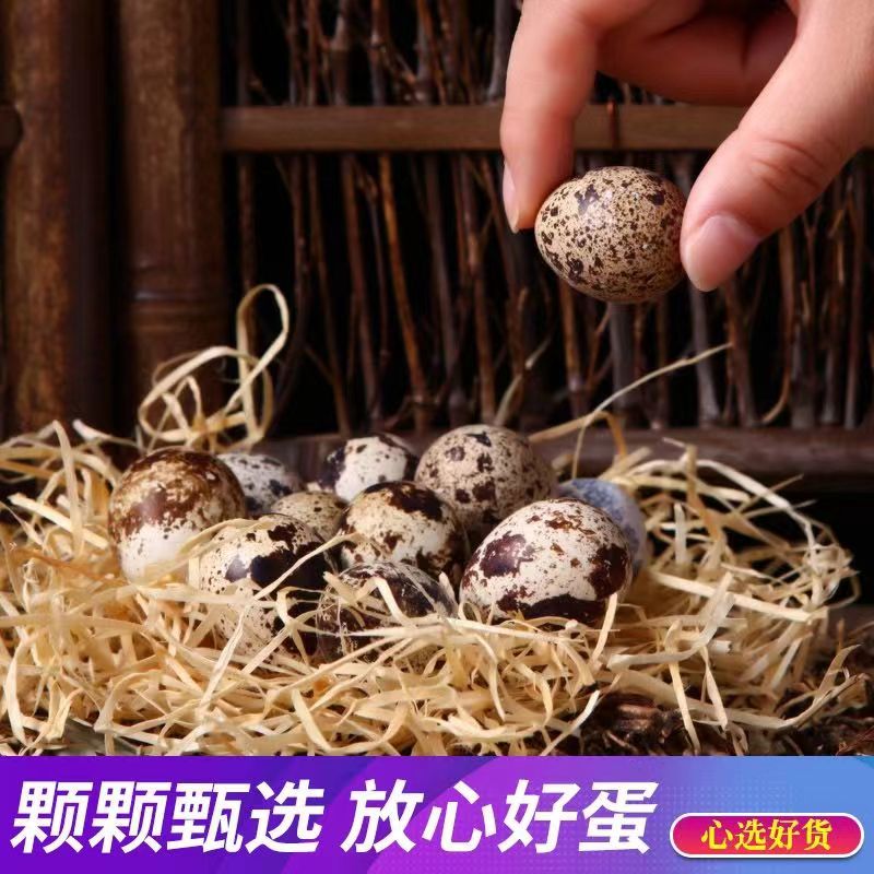 整箱生鹌鹑蛋新鲜生的基地