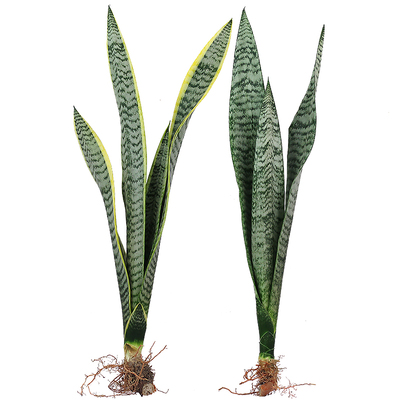 金边虎皮兰盆栽植物花卉银脉观叶长矮脚水培白玉哈尼虎尾兰大绿植