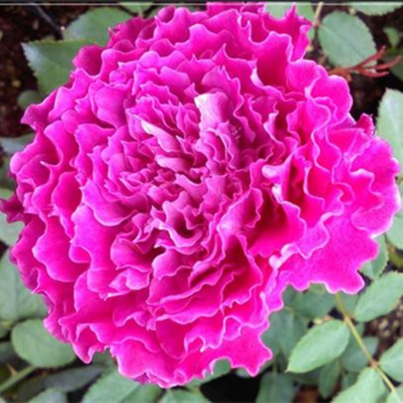 阳台大花微型月季草药多季开浓香波浪边月季玫瑰花苗庭院盆栽植物