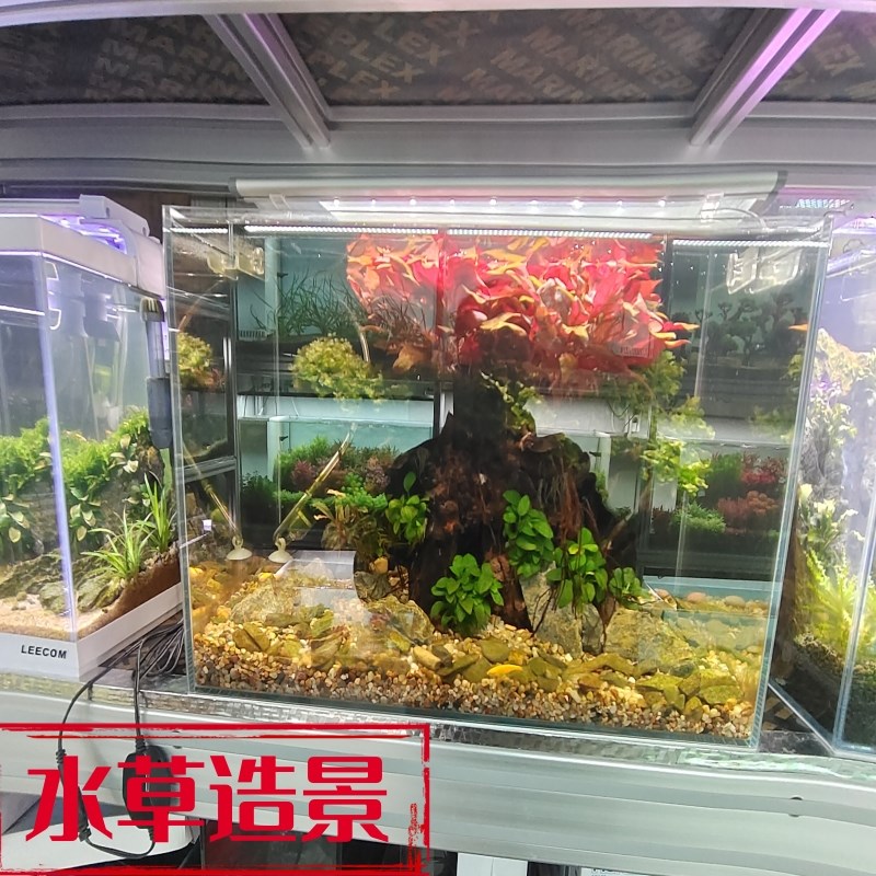 鱼缸清洗造景养护换水托管维修更换过滤配件上门组装订做鱼看病理