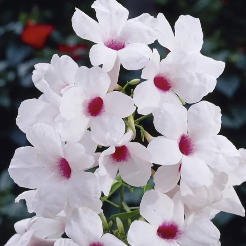 花叶粉白花凌霄花苗阳台爬藤垂吊绿植庭院花卉盆栽炮仗花树四季开