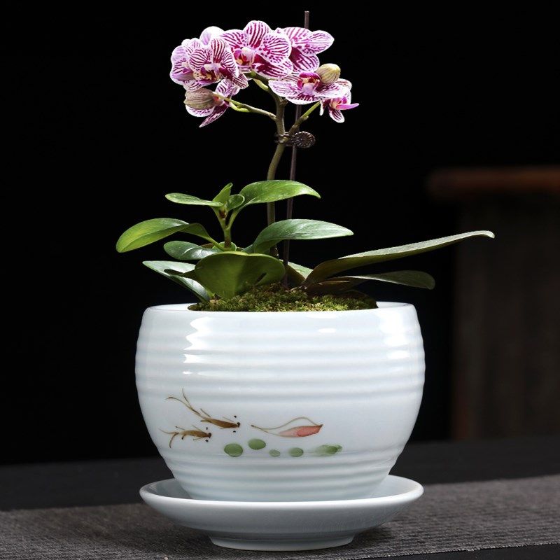 文竹紫砂盆景盆陶瓷小榕树菖蒲蝴蝶兰吊兰花小叶紫檀盆栽多肉花盆,鲜花速递/花卉仿真/绿植园艺,花盆,淘宝优惠券,粉丝福利购,淘宝优惠卷