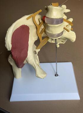 人体女性骨盆带半边髋关节肌肉神经椎间盘突出骨盆打开骨骼人骨架