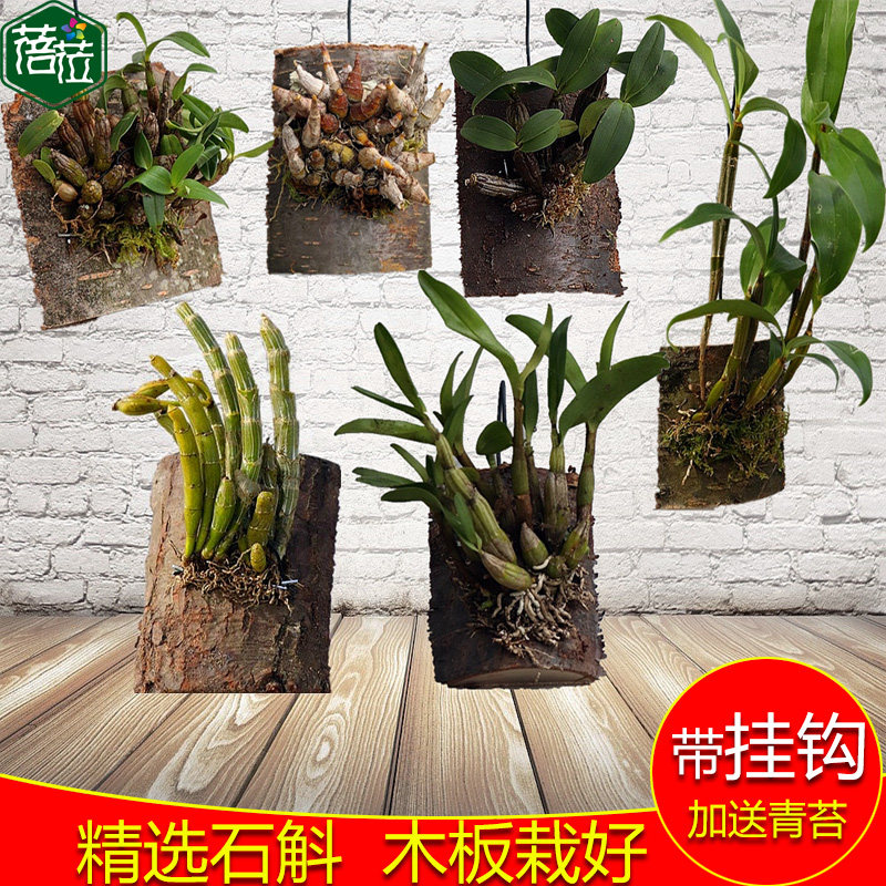 精选石斛木板栽好 鼓槌铁皮球花黑毛玫瑰赤水金钗石斛 空气净化剂