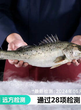 远方的梦想八珍良膳深海鲈鱼冷水鲈鱼海鱼新鲜现捞去鳞去内脏水产